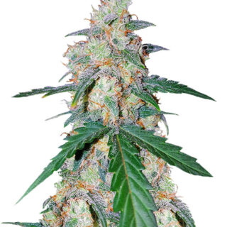 Сорт G14 Auto fem (FastBuds) семена конопли Сорт G14 Auto fem (FastBuds) семена конопли
