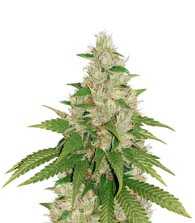 Сорт Gelato fem (Cali Buds Seeds) Сорт Gelato fem (Cali Buds Seeds)