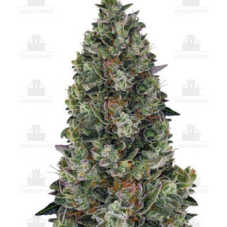 Сорт Glookies fem (Barney's Farm) Сорт Glookies fem (Barney's Farm)