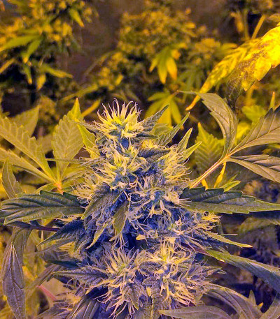 Сорт Goldmine fem (Heavyweight Seeds) Сорт Goldmine fem (Heavyweight Seeds) — изображение 4