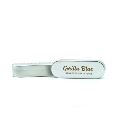 Сорт Gorilla Blue (Advanced Seeds) Сорт Gorilla Blue (Advanced Seeds) — изображение 2