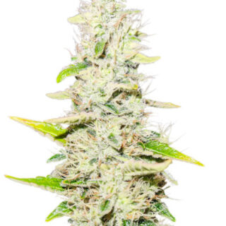 Сорт Gorilla Blue (Advanced Seeds) Сорт Gorilla Blue (Advanced Seeds)