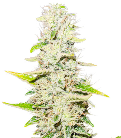 Сорт Gorilla Blue (Advanced Seeds) Сорт Gorilla Blue (Advanced Seeds)