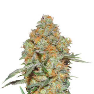 Сорт Grapefruit auto fem (FastBuds) Сорт Grapefruit auto fem (FastBuds)