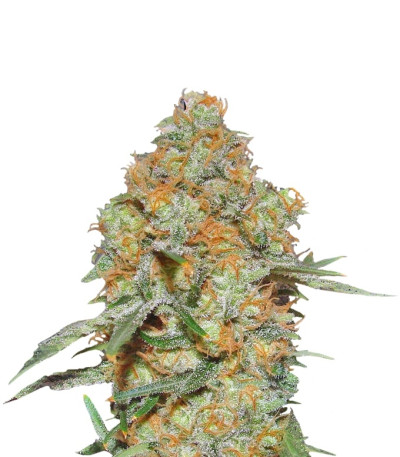 Сорт Grapefruit auto fem (FastBuds) Сорт Grapefruit auto fem (FastBuds)