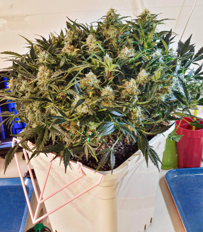Сорт Grapefruit auto fem (FastBuds) Сорт Grapefruit auto fem (FastBuds) — изображение 5