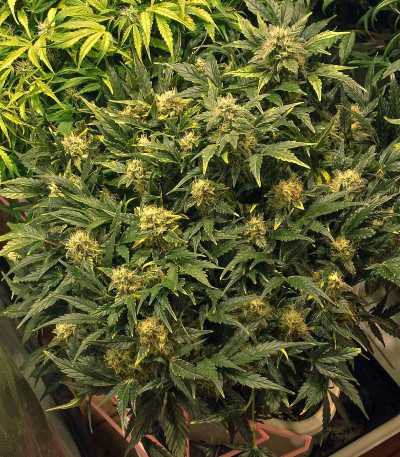 Сорт Grapefruit auto fem (FastBuds) Сорт Grapefruit auto fem (FastBuds) — изображение 6