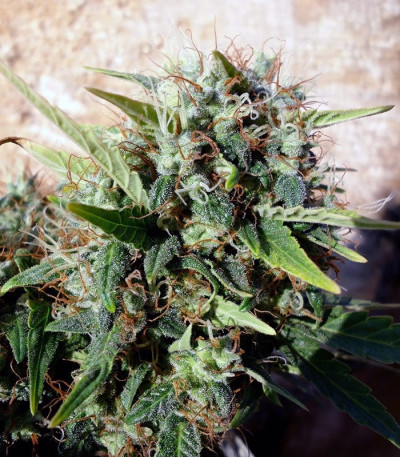 Сорт Grapefruit auto fem (FastBuds) Сорт Grapefruit auto fem (FastBuds) — изображение 3