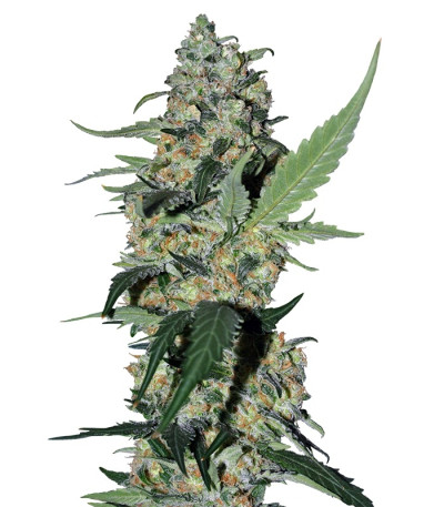 Сорт Gorilla Zkittlez (Barney's Farm) Сорт Gorilla Zkittlez (Barney's Farm)
