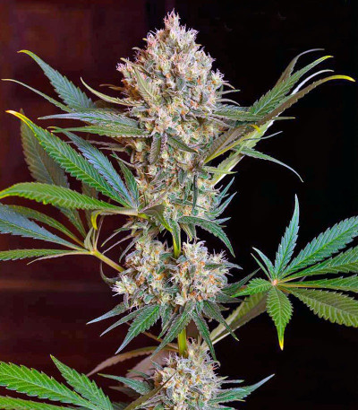 Сорт Gorilla Zkittlez (Barney's Farm) Сорт Gorilla Zkittlez (Barney's Farm) — изображение 4
