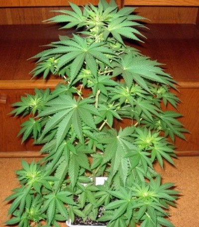 Сорт Gorilla Zkittlez (Barney's Farm) Сорт Gorilla Zkittlez (Barney's Farm) — изображение 3