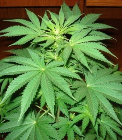 Сорт Gorilla Zkittlez (Barney's Farm) Сорт Gorilla Zkittlez (Barney's Farm) — изображение 4