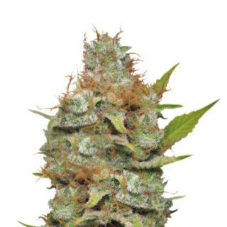 Сорт Kali Dog fem (RQS)