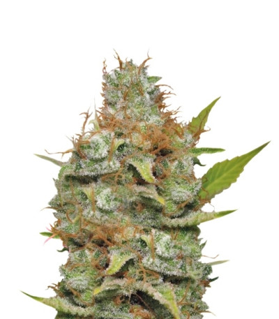 Сорт Kali Dog fem (RQS) Сорт Kali Dog fem (RQS)