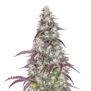 Сорт Gorilla Zkittlez (Barney's Farm)