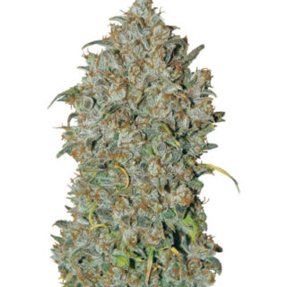 Сорт LSD-25 auto (FastBuds)
