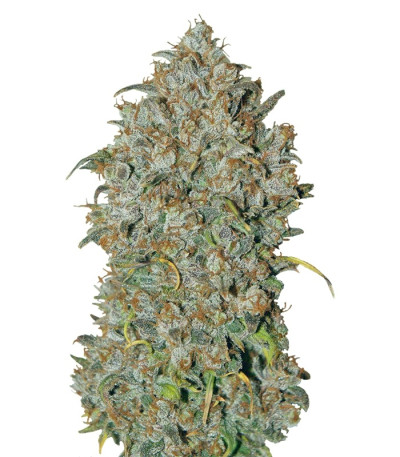 Сорт LSD-25 auto (FastBuds) Сорт LSD-25 auto (FastBuds)
