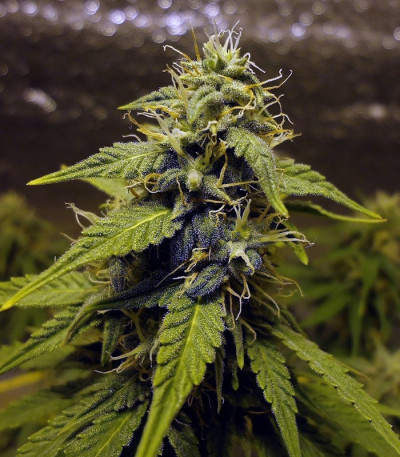 Сорт LSD-25 auto (FastBuds) Сорт LSD-25 auto (FastBuds) — изображение 3