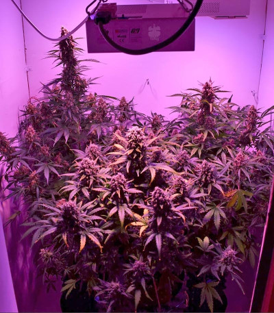 Сорт LSD-25 auto (FastBuds) Сорт LSD-25 auto (FastBuds) — изображение 4