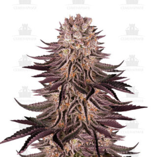 Сорт Mimosa X Orange Punch fem (Barney's Farm) Сорт Mimosa X Orange Punch fem (Barney's Farm)