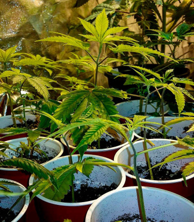 Сорт LSD-25 auto (FastBuds) Сорт LSD-25 auto (FastBuds) — изображение 3