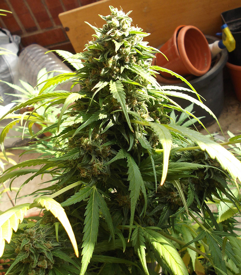 Сорт Monster Gelato fem (Monster Genetics) Сорт Monster Gelato fem (Monster Genetics) — изображение 3