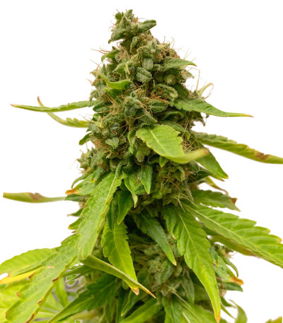 Сорт Monster Gelato fem (Monster Genetics) Сорт Monster Gelato fem (Monster Genetics)
