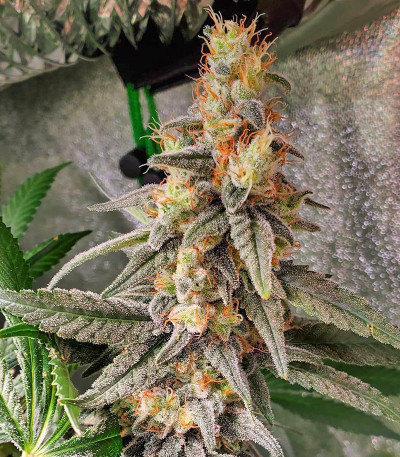 Сорт Monster Gelato fem (Monster Genetics) Сорт Monster Gelato fem (Monster Genetics) — изображение 4