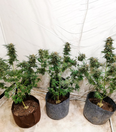 Сорт Monster Gelato fem (Monster Genetics) Сорт Monster Gelato fem (Monster Genetics) — изображение 5