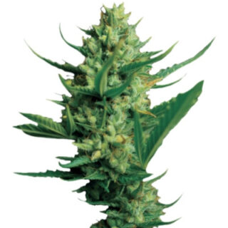 Сорт Monster Gelato fem (Monster Genetics) Сорт Monster Gelato fem (Monster Genetics)