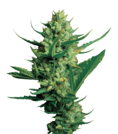 Сорт Monster Gelato fem (Monster Genetics) Сорт Monster Gelato fem (Monster Genetics)