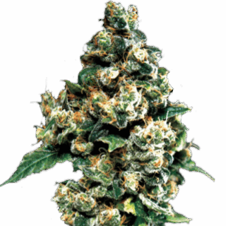Сорт Jack Herer (GHS) семена конопли Сорт Jack Herer (GHS) семена конопли