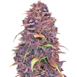 Сорт Purple Lemonade Auto fem (FastBuds) Сорт Purple Lemonade Auto fem (FastBuds)