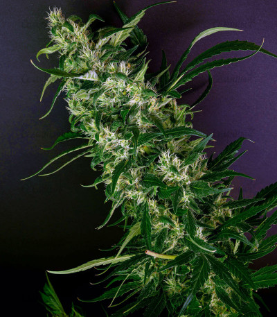 Сорт Purple Punch fem (Barney's Farm) Сорт Purple Punch fem (Barney's Farm) — изображение 4