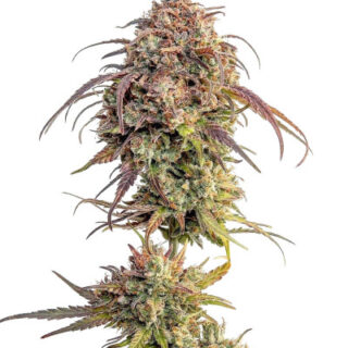 Сорт Purple Punch fem (Barney's Farm) Сорт Purple Punch fem (Barney's Farm)