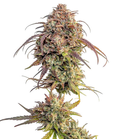 Сорт Purple Punch fem (Barney's Farm) Сорт Purple Punch fem (Barney's Farm)