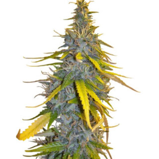 Сорт Rainbow Road fem (Paradise Seeds)