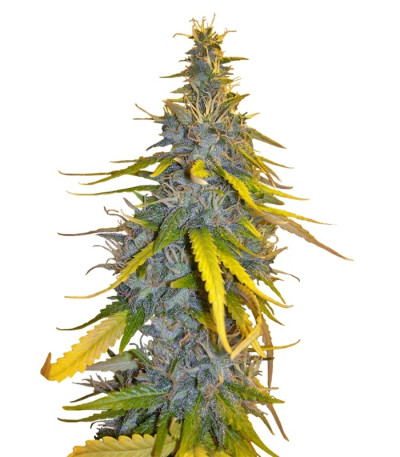 Сорт Rainbow Road fem (Paradise Seeds) Сорт Rainbow Road fem (Paradise Seeds)