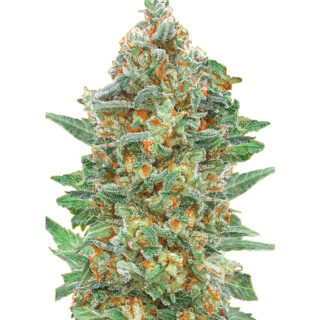 Сорт Auto Critical Lemon CBD fem (Advanced Seeds)