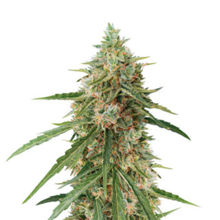Сорт Auto Lennon fem (Pyramid Seeds) Сорт Auto Lennon fem (Pyramid Seeds)