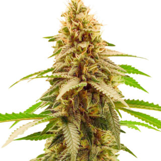 Сорт Cherry Pie (Advanced Seeds) Сорт Cherry Pie (Advanced Seeds)