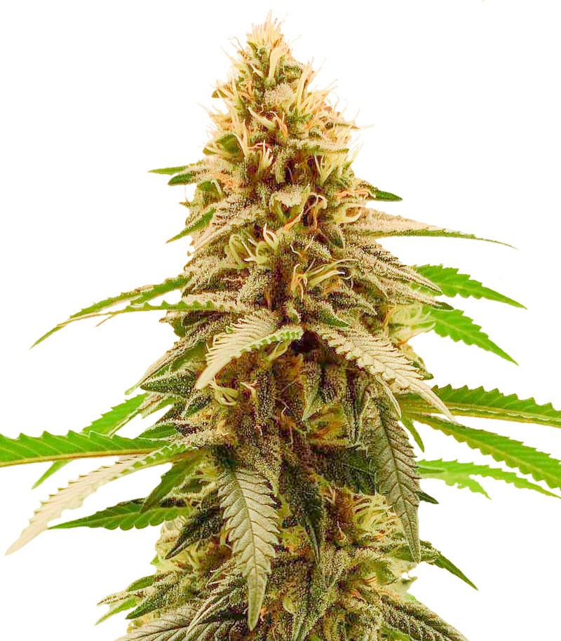 Сорт Cherry Pie (Advanced Seeds) Сорт Cherry Pie (Advanced Seeds)