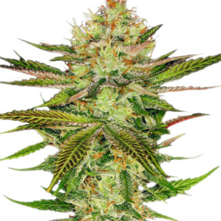 Сорт Cookies Kush fem (Barney's Farm)