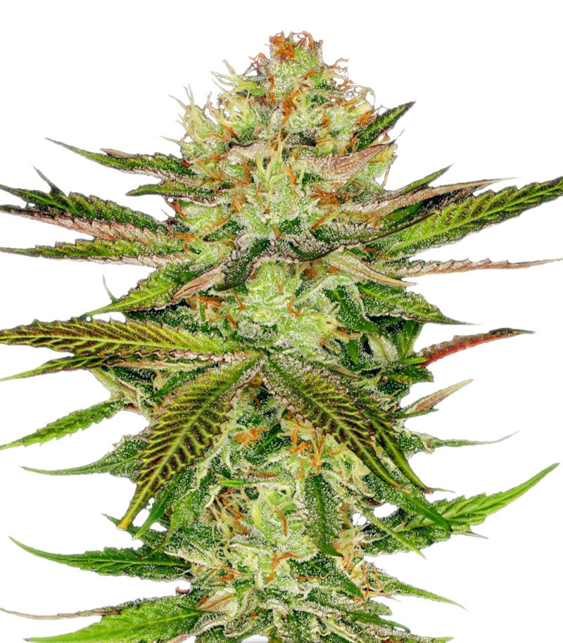 Сорт Cookies Kush fem (Barney's Farm) Сорт Cookies Kush fem (Barney's Farm)