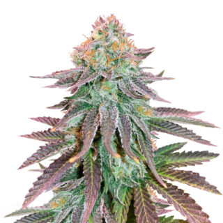 Сорт Cookies Purple Punch fem (Medical Seeds) Сорт Cookies Purple Punch fem (Medical Seeds)
