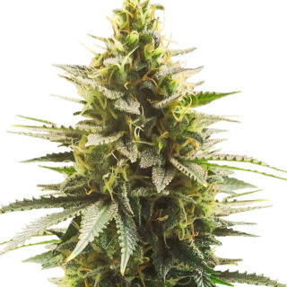 Сорт Gelato #33 Fast fem (Advanced Seeds) Сорт Gelato #33 Fast fem (Advanced Seeds)