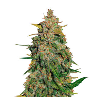 Сорт Lemon AK auto fem (FastBuds) семена конопли Сорт Lemon AK auto fem (FastBuds) семена конопли