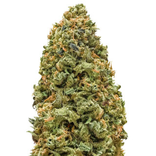 Сорт Cookies USA fem (Pyramid Seeds) Сорт Cookies USA fem (Pyramid Seeds)