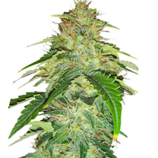Сорт Opium fem (Paradise Seeds)