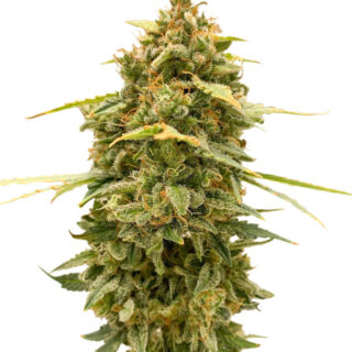 Сорт Original Auto Skunk fem (FastBuds)